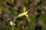 Carolina silkgrass